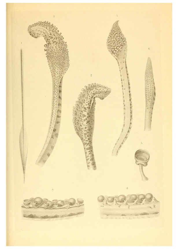 Reproducción/Reproduction 6139726401: The Cephalopod. atlas Jerusalem :Israel Program for Scientific Translations ; Springfield, Va. : available from the U. S. National Technical Information Service,1975