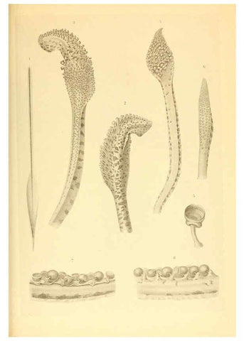 Reproducción/Reproduction 6139726401: The Cephalopod. atlas Jerusalem :Israel Program for Scientific Translations ; Springfield, Va. : available from the U. S. National Technical Information Service,1975