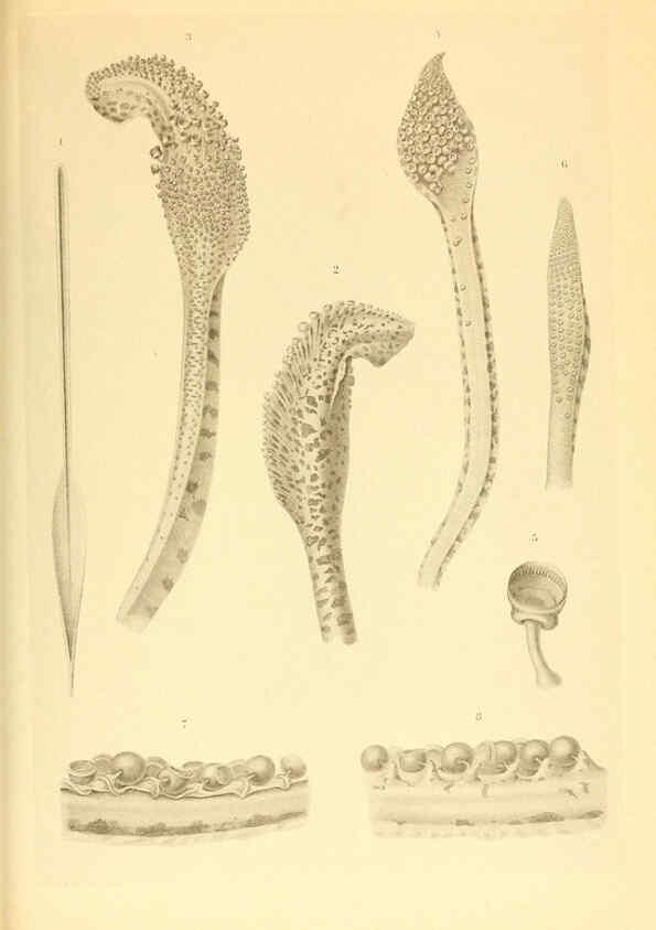 Reproducción/Reproduction 6139726401: The Cephalopod. atlas Jerusalem :Israel Program for Scientific Translations ; Springfield, Va. : available from the U. S. National Technical Information Service,1975