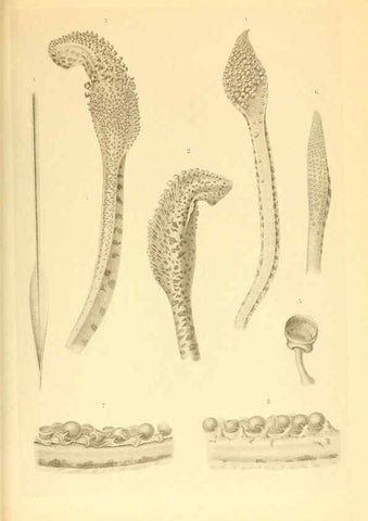 Reproducción/Reproduction 6139726401: The Cephalopod. atlas Jerusalem :Israel Program for Scientific Translations ; Springfield, Va. : available from the U. S. National Technical Information Service,1975