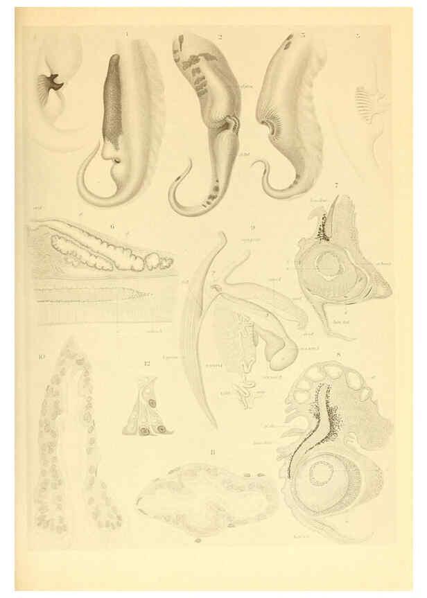 Reproducción/Reproduction 6140274218: The Cephalopod. atlas Jerusalem :Israel Program for Scientific Translations ; Springfield, Va. : available from the U. S. National Technical Information Service,1975