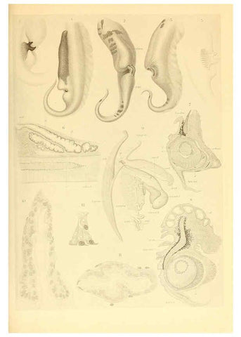 Reproducción/Reproduction 6140274218: The Cephalopod. atlas Jerusalem :Israel Program for Scientific Translations ; Springfield, Va. : available from the U. S. National Technical Information Service,1975