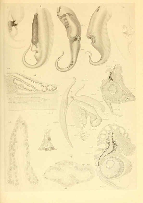 Reproducción/Reproduction 6140274218: The Cephalopod. atlas Jerusalem :Israel Program for Scientific Translations ; Springfield, Va. : available from the U. S. National Technical Information Service,1975