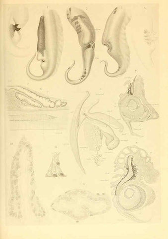 Reproducción/Reproduction 6140274218: The Cephalopod. atlas Jerusalem :Israel Program for Scientific Translations ; Springfield, Va. : available from the U. S. National Technical Information Service,1975