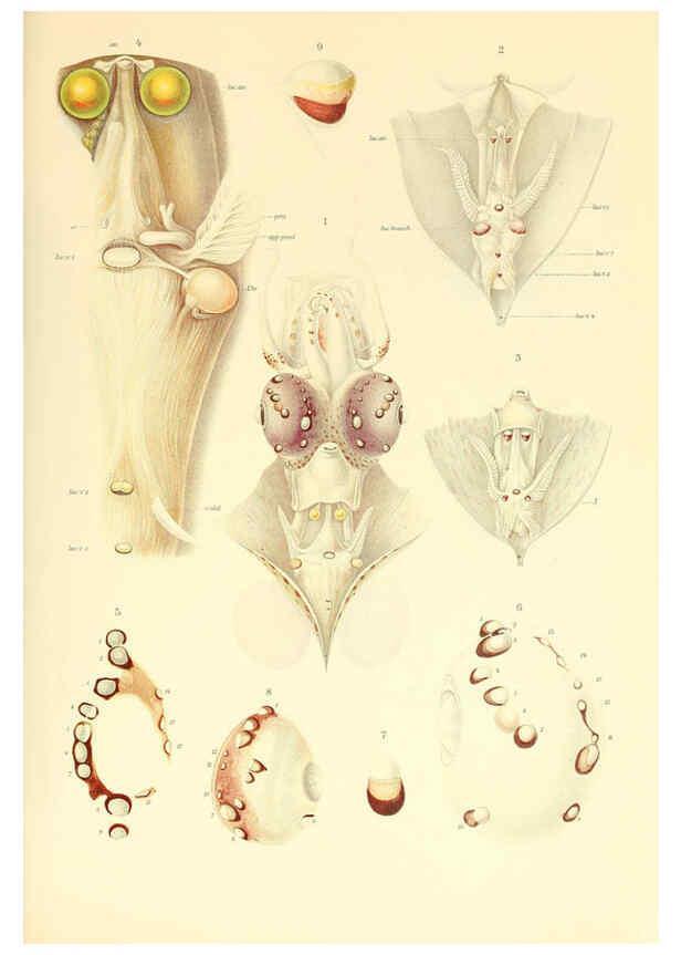 Reproducción/Reproduction 6140273808: The Cephalopod. atlas Jerusalem :Israel Program for Scientific Translations ; Springfield, Va. : available from the U. S. National Technical Information Service,1975
