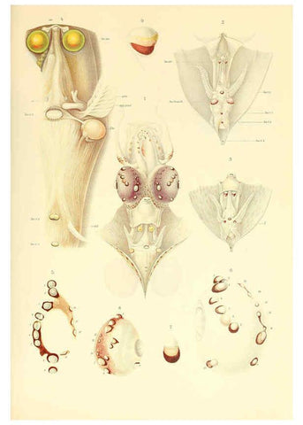 Reproducción/Reproduction 6140273808: The Cephalopod. atlas Jerusalem :Israel Program for Scientific Translations ; Springfield, Va. : available from the U. S. National Technical Information Service,1975