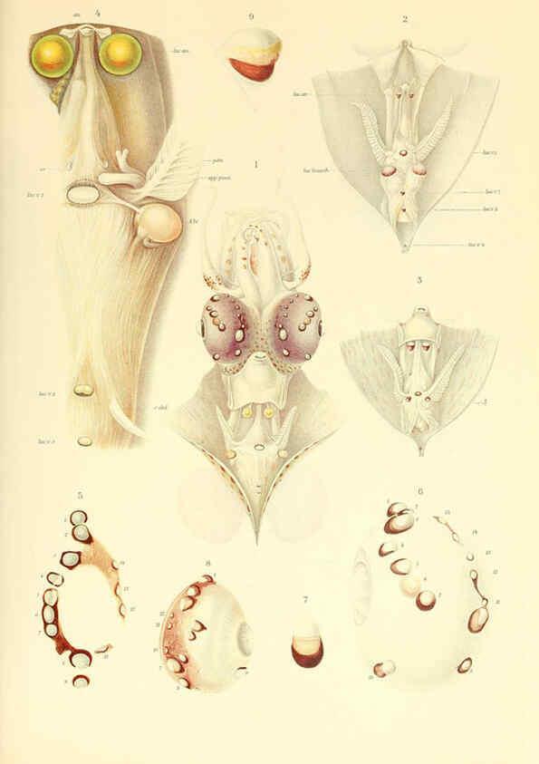 Reproducción/Reproduction 6140273808: The Cephalopod. atlas Jerusalem :Israel Program for Scientific Translations ; Springfield, Va. : available from the U. S. National Technical Information Service,1975