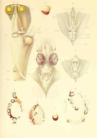 Reproducción/Reproduction 6140273808: The Cephalopod. atlas Jerusalem :Israel Program for Scientific Translations ; Springfield, Va. : available from the U. S. National Technical Information Service,1975