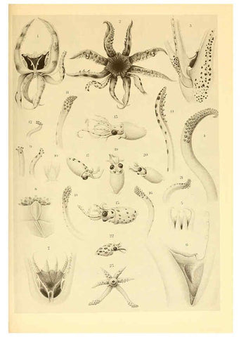 Reproducción/Reproduction 6139722521: The Cephalopod. atlas Jerusalem :Israel Program for Scientific Translations ; Springfield, Va. : available from the U. S. National Technical Information Service,1975