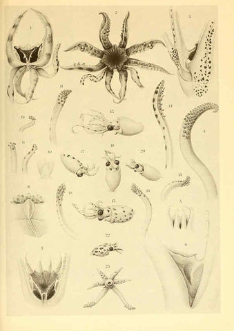 Reproducción/Reproduction 6139722521: The Cephalopod. atlas Jerusalem :Israel Program for Scientific Translations ; Springfield, Va. : available from the U. S. National Technical Information Service,1975