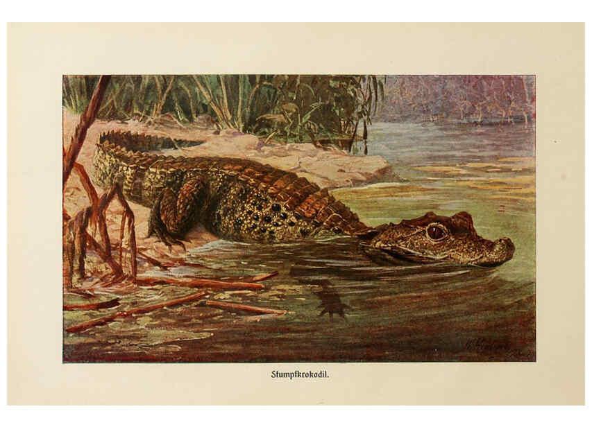 Reproducción/Reproduction 6139675419: Brehms Tierleben. Bd.1 Leipzig,Bibliographisches Institut,1911-19- 