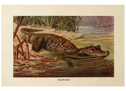 Reproducción/Reproduction 6139675419: Brehms Tierleben. Bd.1 Leipzig,Bibliographisches Institut,1911-19- 