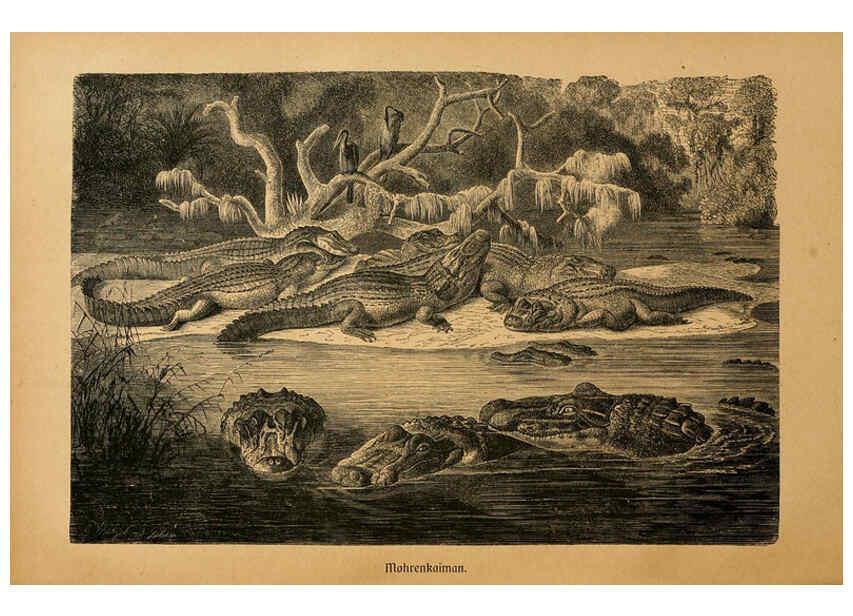 Reproducción/Reproduction 6140226584: Brehms Tierleben. Bd.1 Leipzig,Bibliographisches Institut,1911-19- 