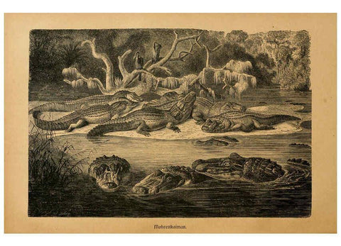 Reproducción/Reproduction 6140226584: Brehms Tierleben. Bd.1 Leipzig,Bibliographisches Institut,1911-19- 