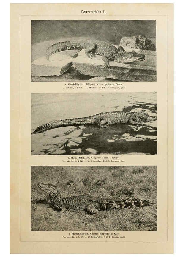 Reproducción/Reproduction 6140226814: Brehms Tierleben. Bd.1 Leipzig,Bibliographisches Institut,1911-19- 