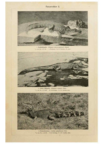 Reproducción/Reproduction 6140226814: Brehms Tierleben. Bd.1 Leipzig,Bibliographisches Institut,1911-19- 