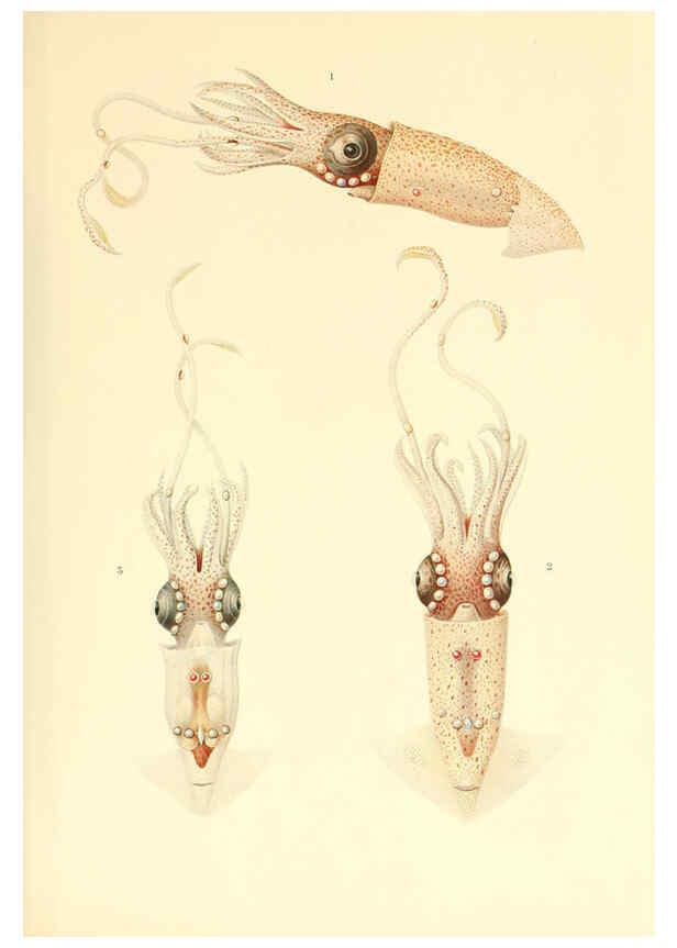 Reproducción/Reproduction 6139719933: The Cephalopod. atlas Jerusalem :Israel Program for Scientific Translations ; Springfield, Va. : available from the U. S. National Technical Information Service,1975