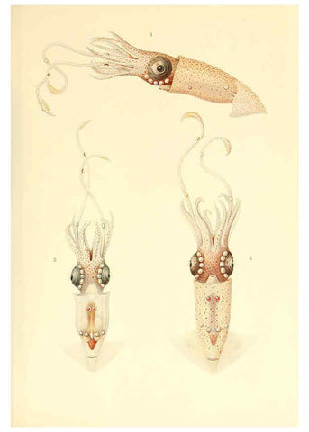 Reproducción/Reproduction 6139719933: The Cephalopod. atlas Jerusalem :Israel Program for Scientific Translations ; Springfield, Va. : available from the U. S. National Technical Information Service,1975