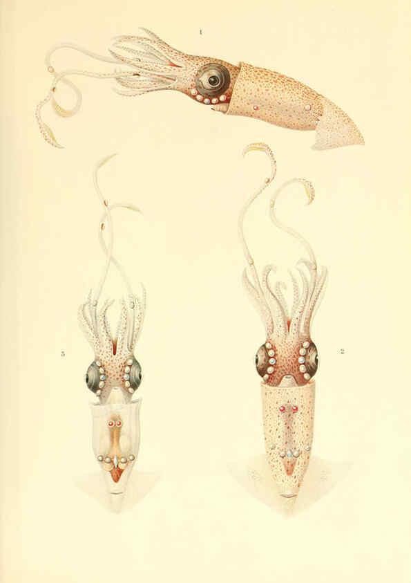 Reproducción/Reproduction 6139719933: The Cephalopod. atlas Jerusalem :Israel Program for Scientific Translations ; Springfield, Va. : available from the U. S. National Technical Information Service,1975