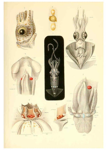 Reproducción/Reproduction 6139720201: The Cephalopod. atlas Jerusalem :Israel Program for Scientific Translations ; Springfield, Va. : available from the U. S. National Technical Information Service,1975
