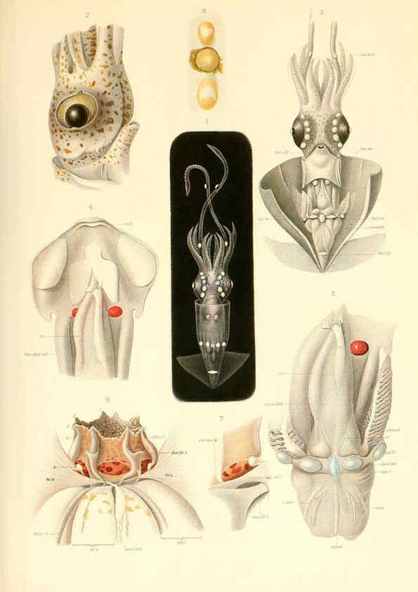 Reproducción/Reproduction 6139720201: The Cephalopod. atlas Jerusalem :Israel Program for Scientific Translations ; Springfield, Va. : available from the U. S. National Technical Information Service,1975