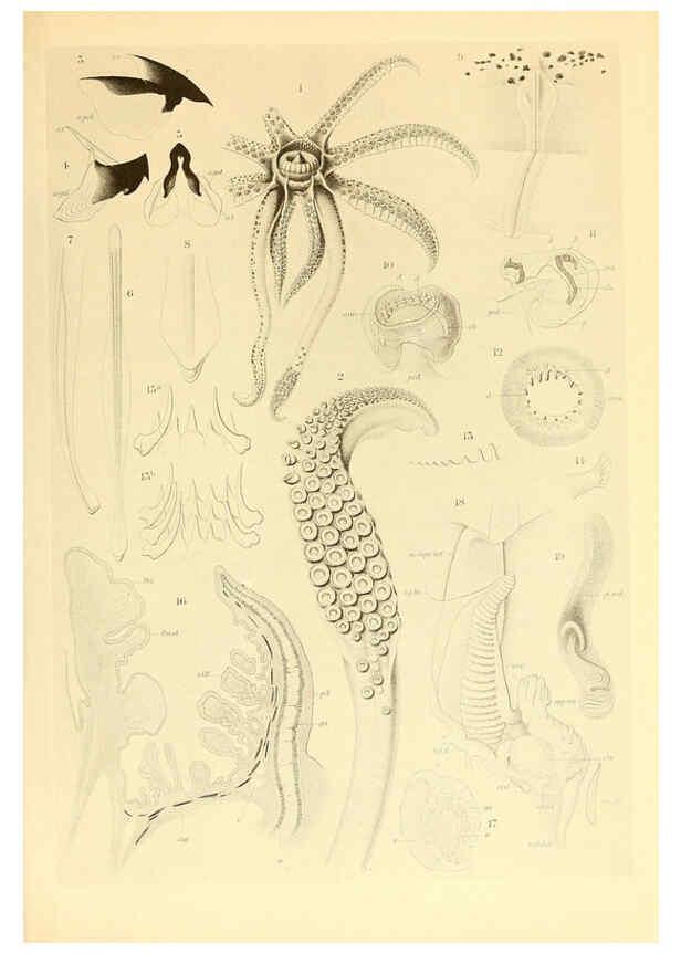 Reproducción/Reproduction 6140271700: The Cephalopod. atlas Jerusalem :Israel Program for Scientific Translations ; Springfield, Va. : available from the U. S. National Technical Information Service,1975