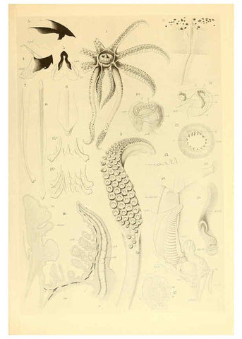 Reproducción/Reproduction 6140271700: The Cephalopod. atlas Jerusalem :Israel Program for Scientific Translations ; Springfield, Va. : available from the U. S. National Technical Information Service,1975