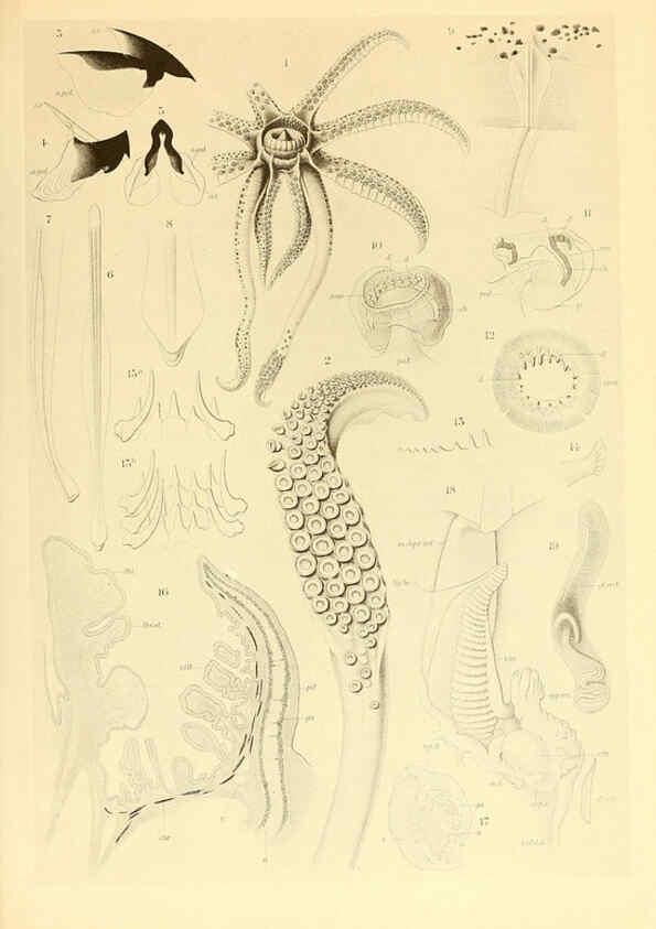 Reproducción/Reproduction 6140271700: The Cephalopod. atlas Jerusalem :Israel Program for Scientific Translations ; Springfield, Va. : available from the U. S. National Technical Information Service,1975