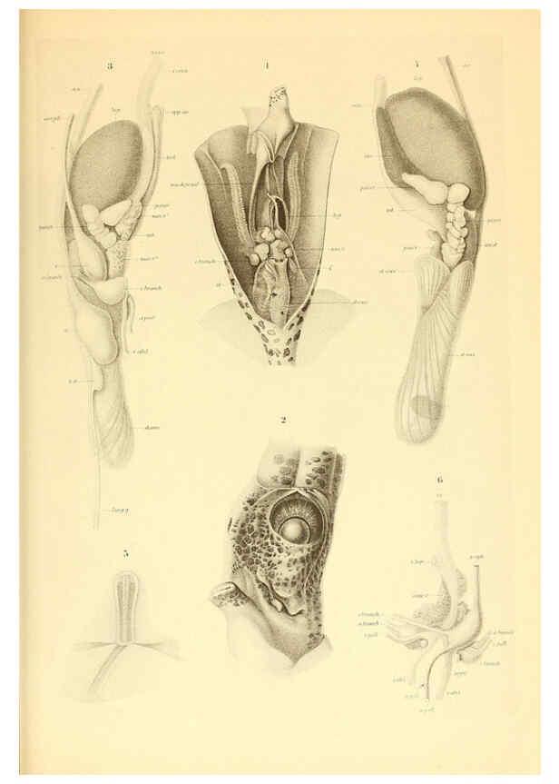 Reproducción/Reproduction 6140277672: The Cephalopod. atlas Jerusalem :Israel Program for Scientific Translations ; Springfield, Va. : available from the U. S. National Technical Information Service,1975