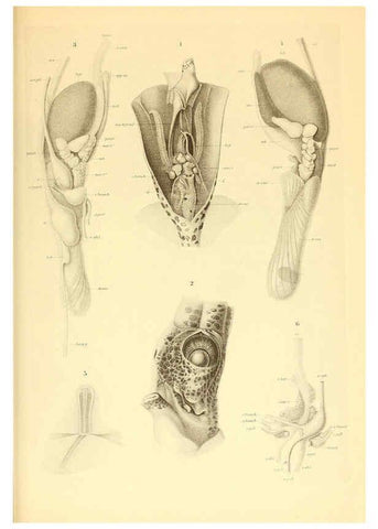 Reproducción/Reproduction 6140277672: The Cephalopod. atlas Jerusalem :Israel Program for Scientific Translations ; Springfield, Va. : available from the U. S. National Technical Information Service,1975