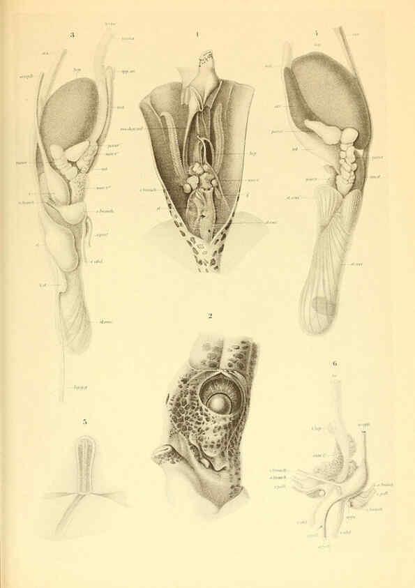 Reproducción/Reproduction 6140277672: The Cephalopod. atlas Jerusalem :Israel Program for Scientific Translations ; Springfield, Va. : available from the U. S. National Technical Information Service,1975