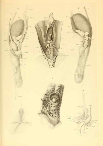 Reproducción/Reproduction 6140277672: The Cephalopod. atlas Jerusalem :Israel Program for Scientific Translations ; Springfield, Va. : available from the U. S. National Technical Information Service,1975