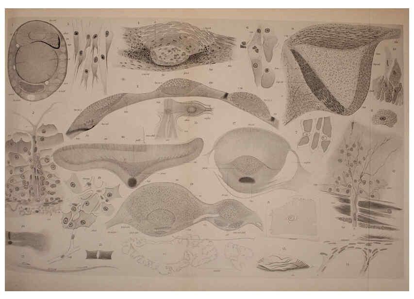 Reproducción/Reproduction 6139720735: The Cephalopod. atlas Jerusalem :Israel Program for Scientific Translations ; Springfield, Va. : available from the U. S. National Technical Information Service,1975