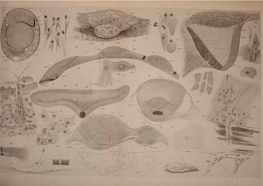 Reproducción/Reproduction 6139720735: The Cephalopod. atlas Jerusalem :Israel Program for Scientific Translations ; Springfield, Va. : available from the U. S. National Technical Information Service,1975
