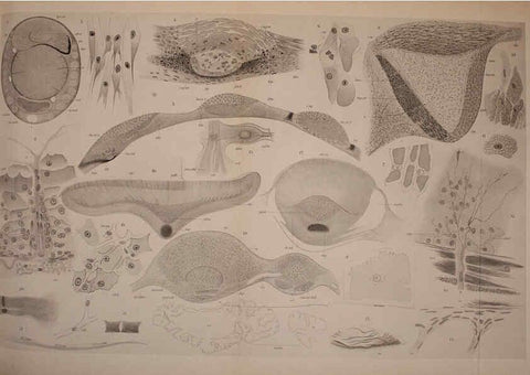 Reproducción/Reproduction 6139720735: The Cephalopod. atlas Jerusalem :Israel Program for Scientific Translations ; Springfield, Va. : available from the U. S. National Technical Information Service,1975