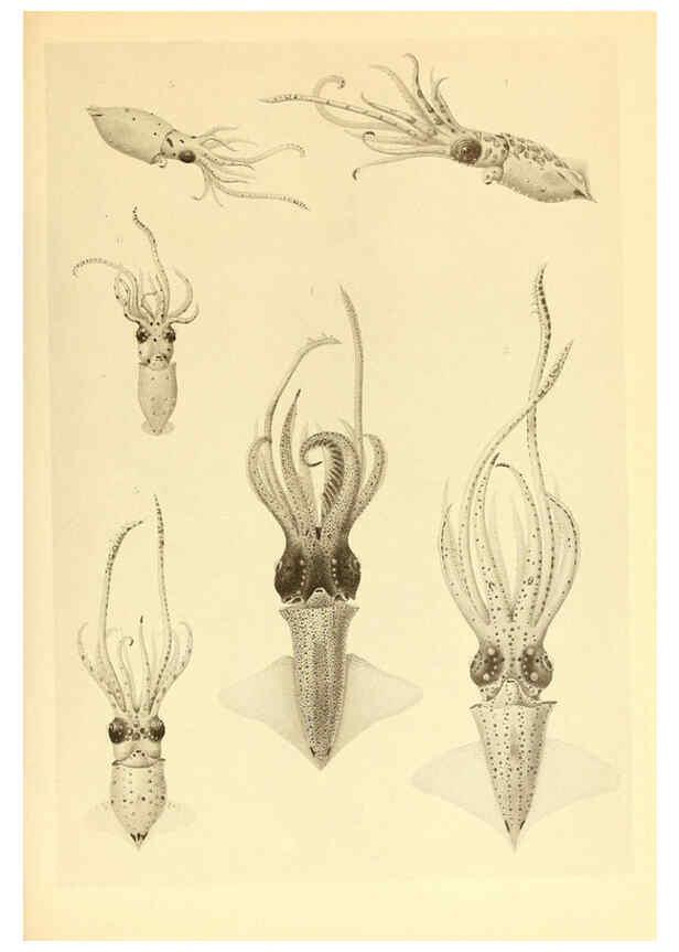 Reproducción/Reproduction 6139721179: The Cephalopod. atlas Jerusalem :Israel Program for Scientific Translations ; Springfield, Va. : available from the U. S. National Technical Information Service,1975