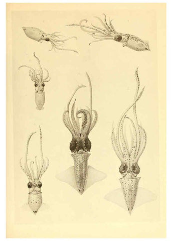Reproducción/Reproduction 6139721179: The Cephalopod. atlas Jerusalem :Israel Program for Scientific Translations ; Springfield, Va. : available from the U. S. National Technical Information Service,1975