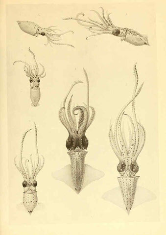Reproducción/Reproduction 6139721179: The Cephalopod. atlas Jerusalem :Israel Program for Scientific Translations ; Springfield, Va. : available from the U. S. National Technical Information Service,1975