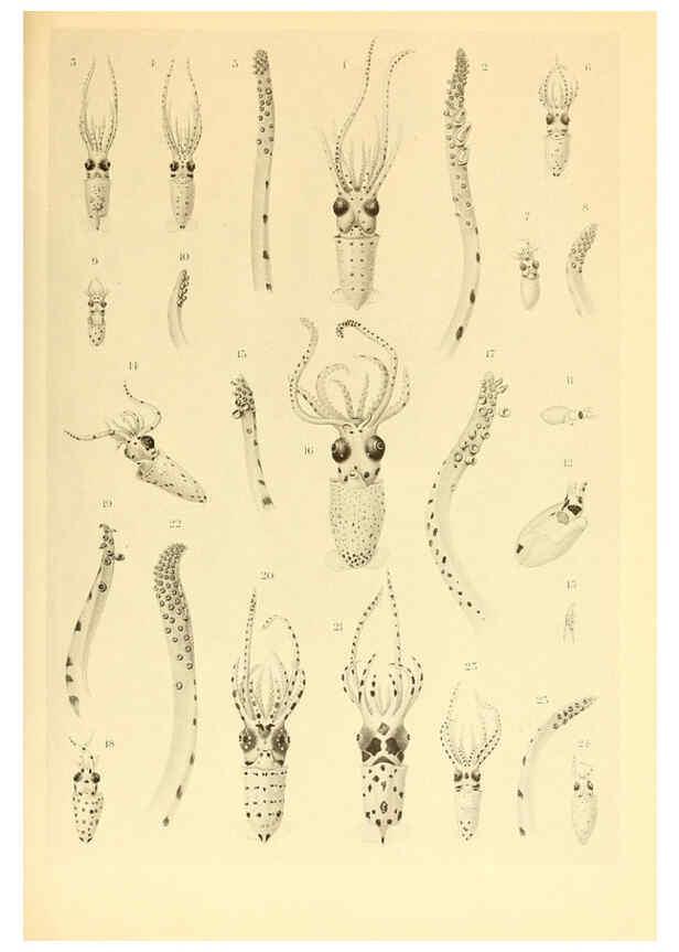 Reproducción/Reproduction 6139721331: The Cephalopod. atlas Jerusalem :Israel Program for Scientific Translations ; Springfield, Va. : available from the U. S. National Technical Information Service,1975