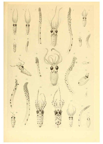 Reproducción/Reproduction 6139721331: The Cephalopod. atlas Jerusalem :Israel Program for Scientific Translations ; Springfield, Va. : available from the U. S. National Technical Information Service,1975
