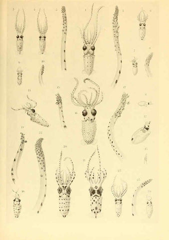 Reproducción/Reproduction 6139721331: The Cephalopod. atlas Jerusalem :Israel Program for Scientific Translations ; Springfield, Va. : available from the U. S. National Technical Information Service,1975
