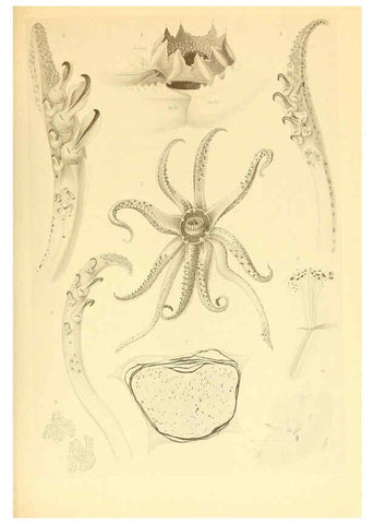 Reproducción/Reproduction 6140272688: The Cephalopod. atlas Jerusalem :Israel Program for Scientific Translations ; Springfield, Va. : available from the U. S. National Technical Information Service,1975