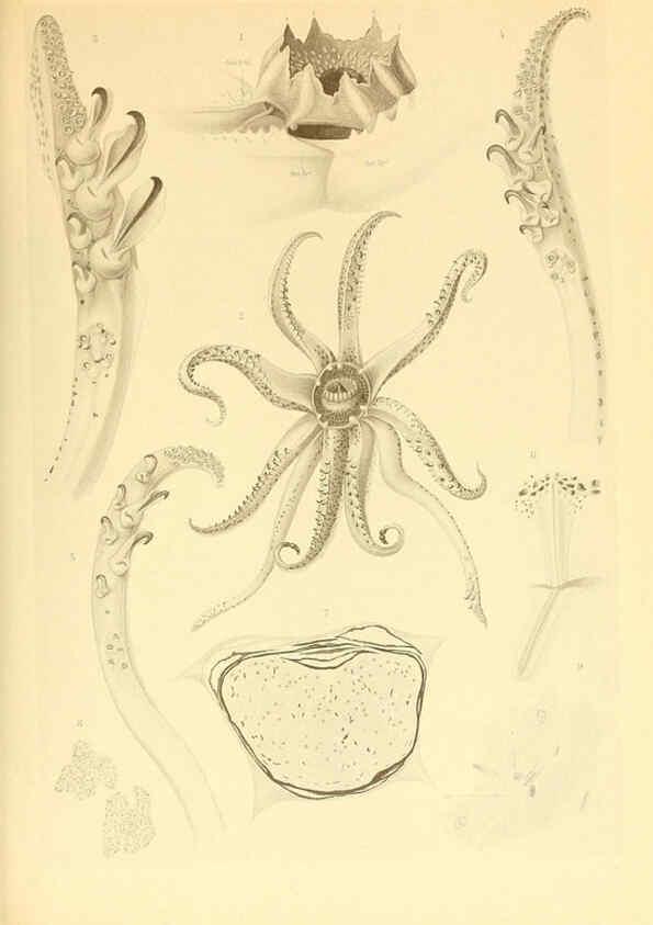 Reproducción/Reproduction 6140272688: The Cephalopod. atlas Jerusalem :Israel Program for Scientific Translations ; Springfield, Va. : available from the U. S. National Technical Information Service,1975