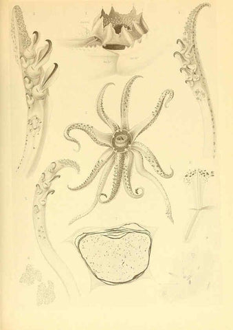 Reproducción/Reproduction 6140272688: The Cephalopod. atlas Jerusalem :Israel Program for Scientific Translations ; Springfield, Va. : available from the U. S. National Technical Information Service,1975
