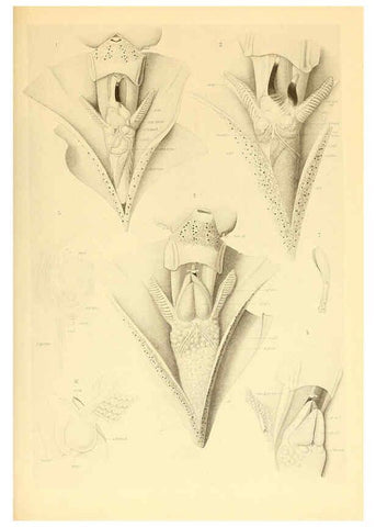Reproducción/Reproduction 6140272860: The Cephalopod. atlas Jerusalem :Israel Program for Scientific Translations ; Springfield, Va. : available from the U. S. National Technical Information Service,1975
