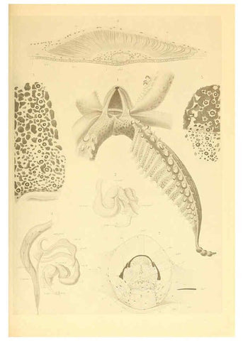 Reproducción/Reproduction 6139721909: The Cephalopod. atlas Jerusalem :Israel Program for Scientific Translations ; Springfield, Va. : available from the U. S. National Technical Information Service,1975