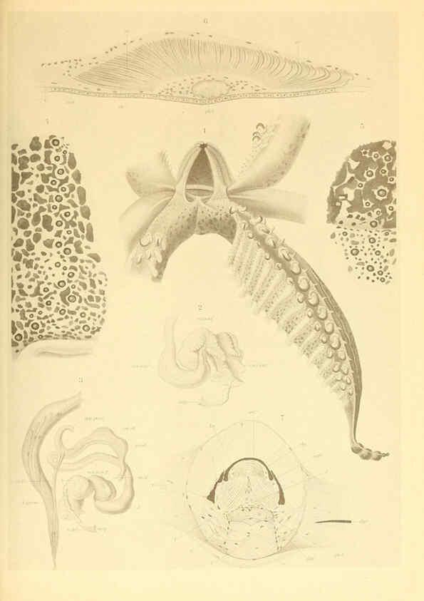 Reproducción/Reproduction 6139721909: The Cephalopod. atlas Jerusalem :Israel Program for Scientific Translations ; Springfield, Va. : available from the U. S. National Technical Information Service,1975