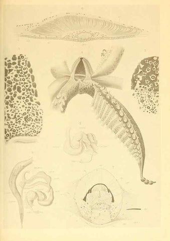 Reproducción/Reproduction 6139721909: The Cephalopod. atlas Jerusalem :Israel Program for Scientific Translations ; Springfield, Va. : available from the U. S. National Technical Information Service,1975