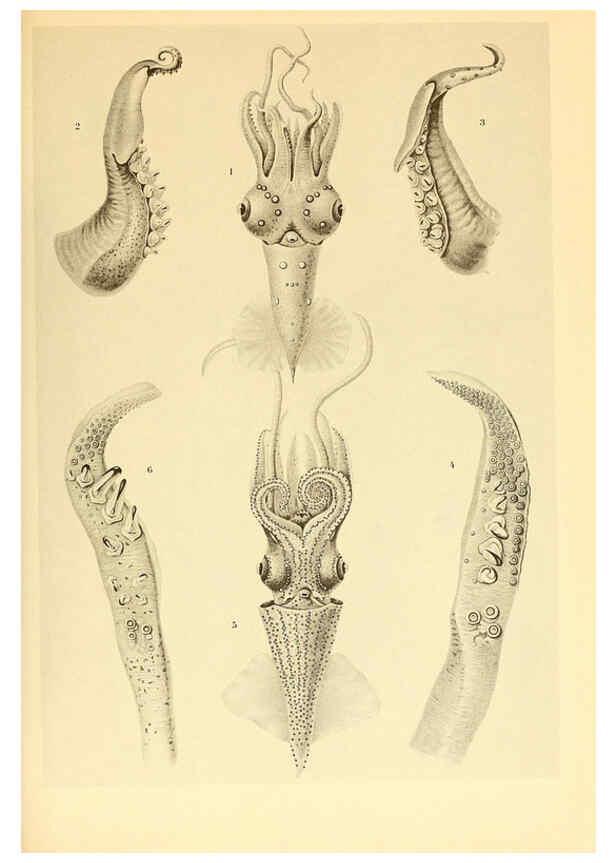 Reproducción/Reproduction 6139722203: The Cephalopod. atlas Jerusalem :Israel Program for Scientific Translations ; Springfield, Va. : available from the U. S. National Technical Information Service,1975