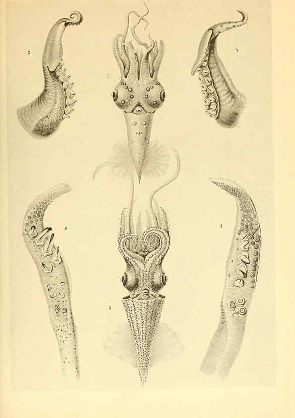 Reproducción/Reproduction 6139722203: The Cephalopod. atlas Jerusalem :Israel Program for Scientific Translations ; Springfield, Va. : available from the U. S. National Technical Information Service,1975